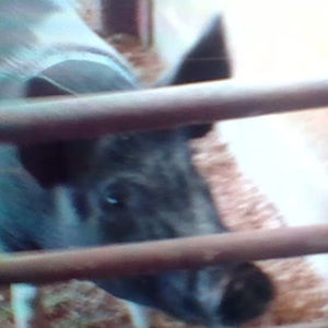 Meet your Posher, Josh